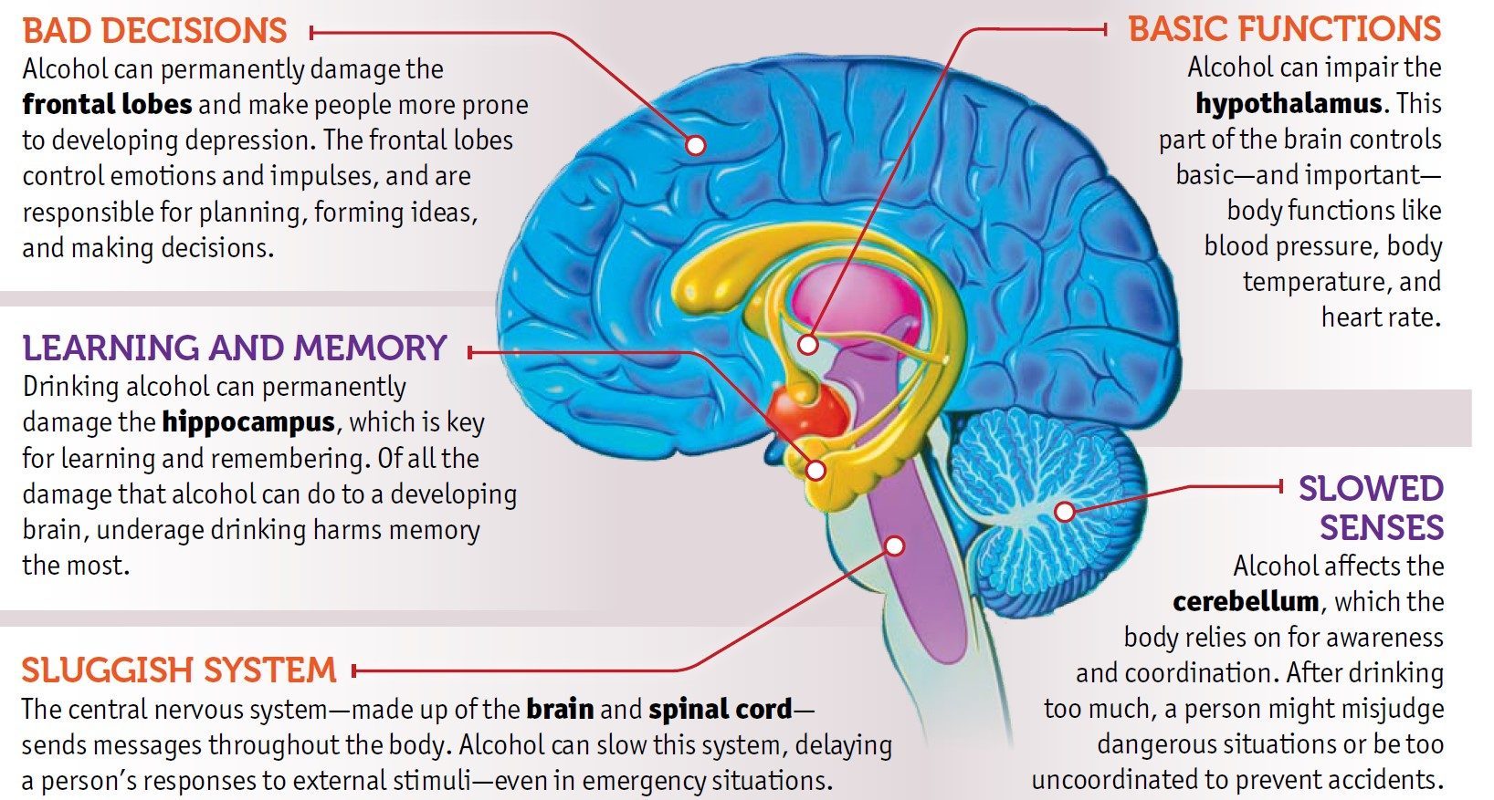 Effects of orgasm on the brain