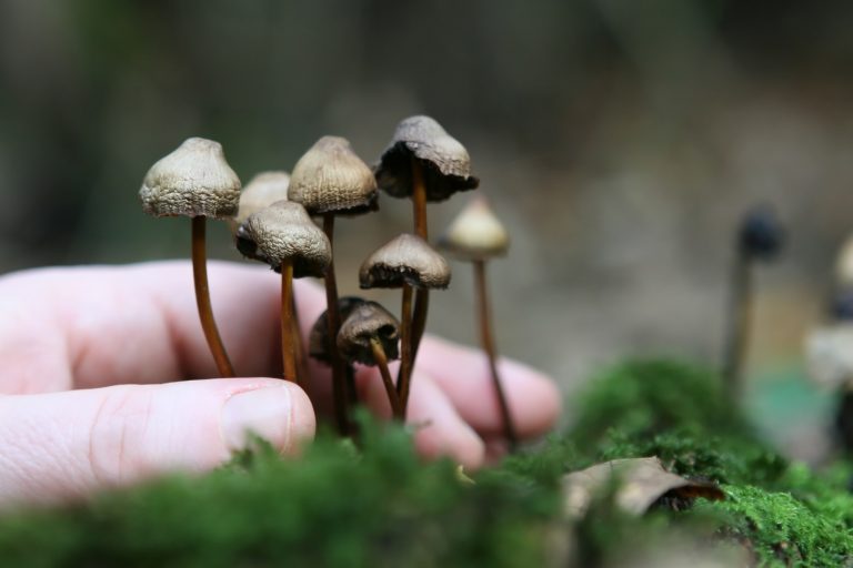 how to grow magic mushrooms outside