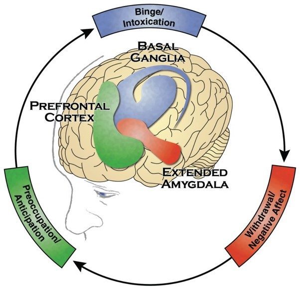 Helping a Family Member Understand Alcohol Addiction Diagram of brain areas involved in addiction, helping a family member